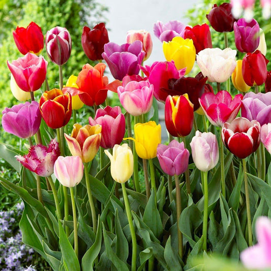 Premium Dutch Tulip Bulbs • gardenbreezy