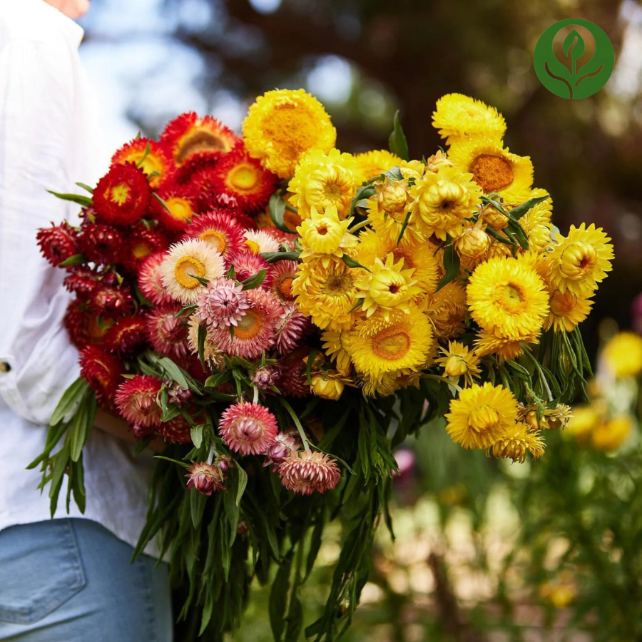 Strawflower Seeds (Mix)