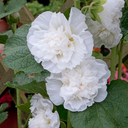 Double Hollyhock Seeds