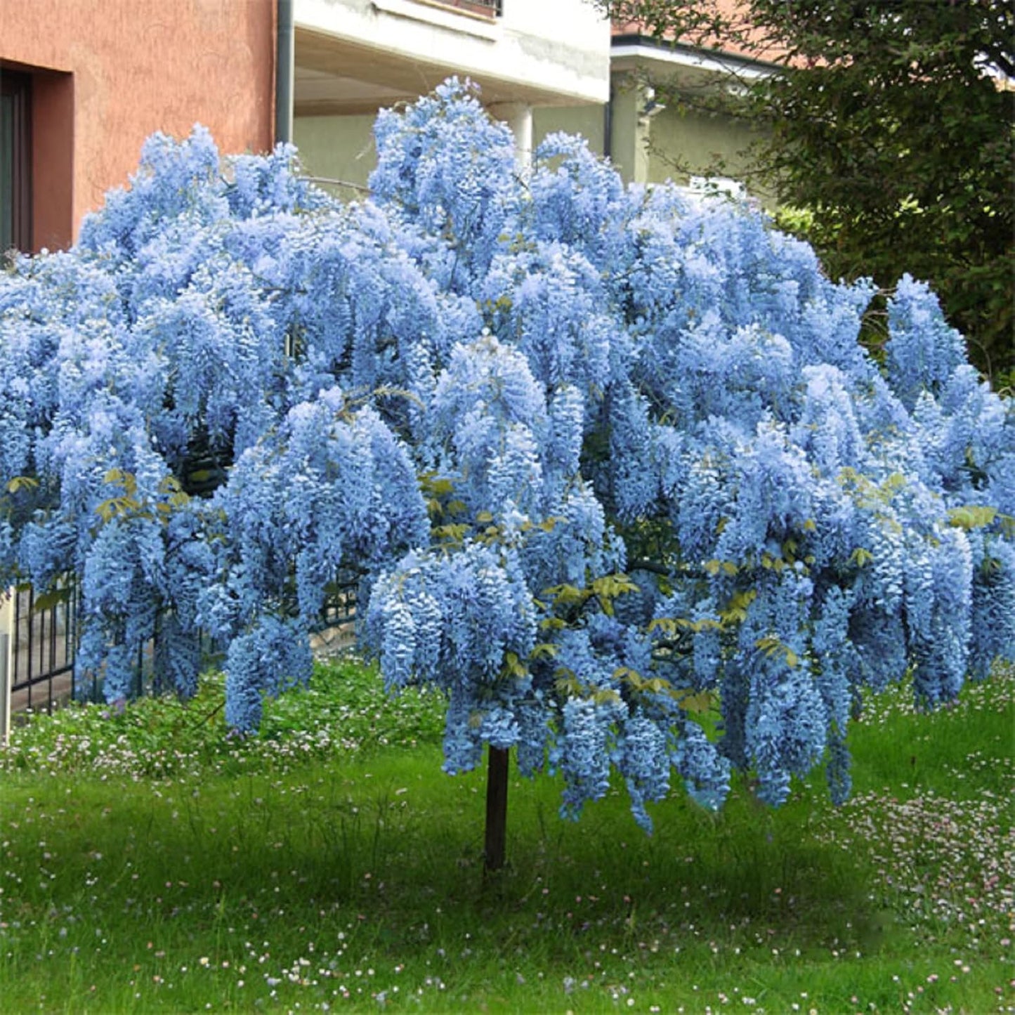 Lavish Blue Wisteria Seeds • gardenbreezy