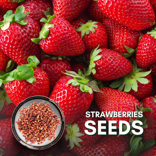 Royal Strawberry Seed  • gardenbreezy