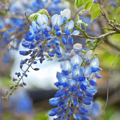 Lavish Blue Wisteria Seeds • gardenbreezy