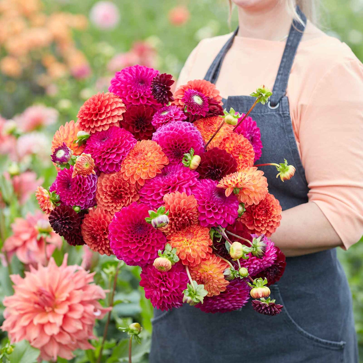 Mixed Dahlia Seeds