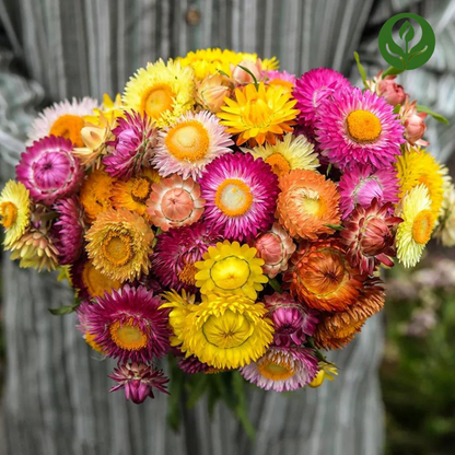 Strawflower Seeds (Mix)