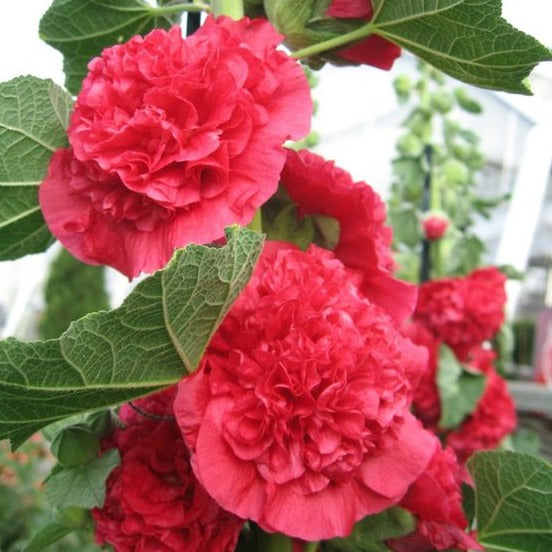 Double Hollyhock Seeds