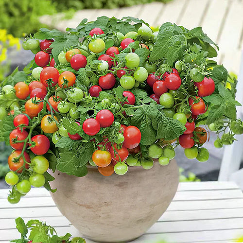 Dwarf Tomatoes Seeds