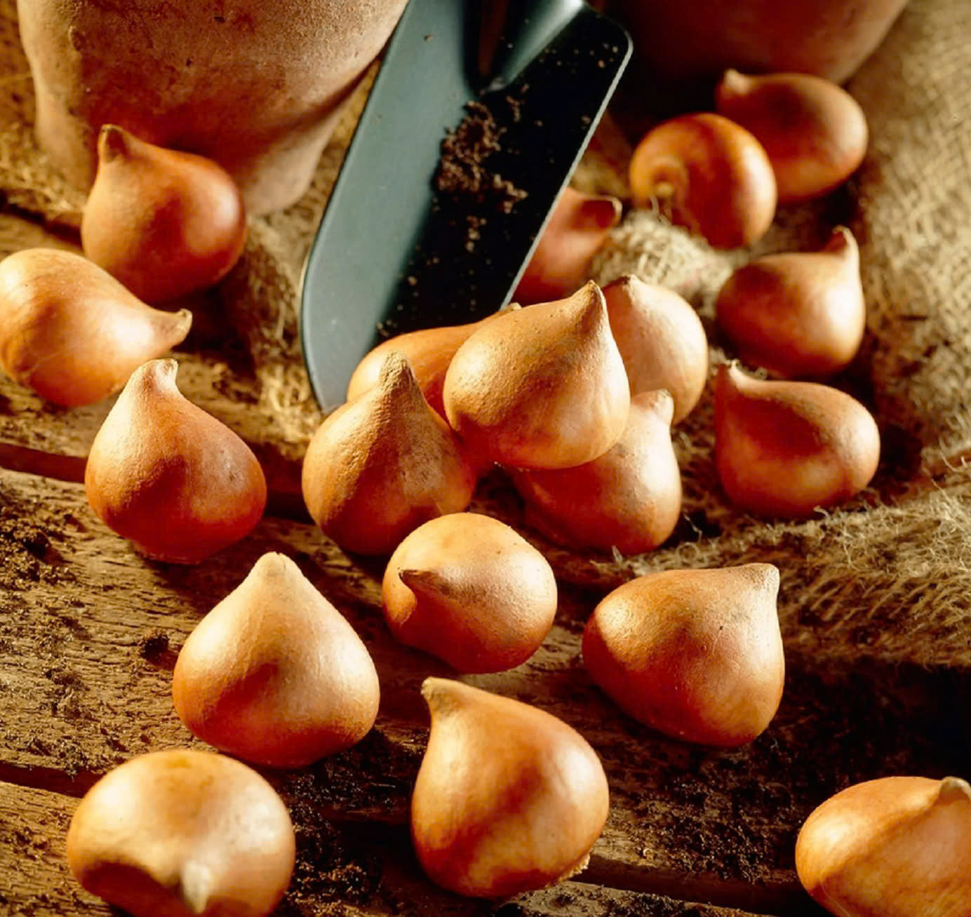 Premium Dutch Tulip Bulbs • gardenbreezy