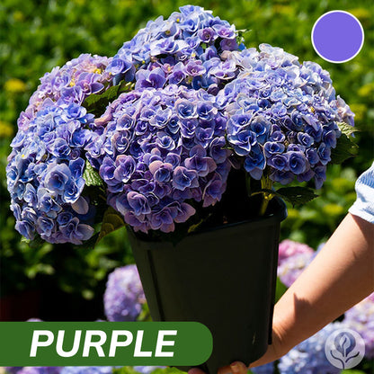 Royal Hydrangea Seeds | gardenbreezy