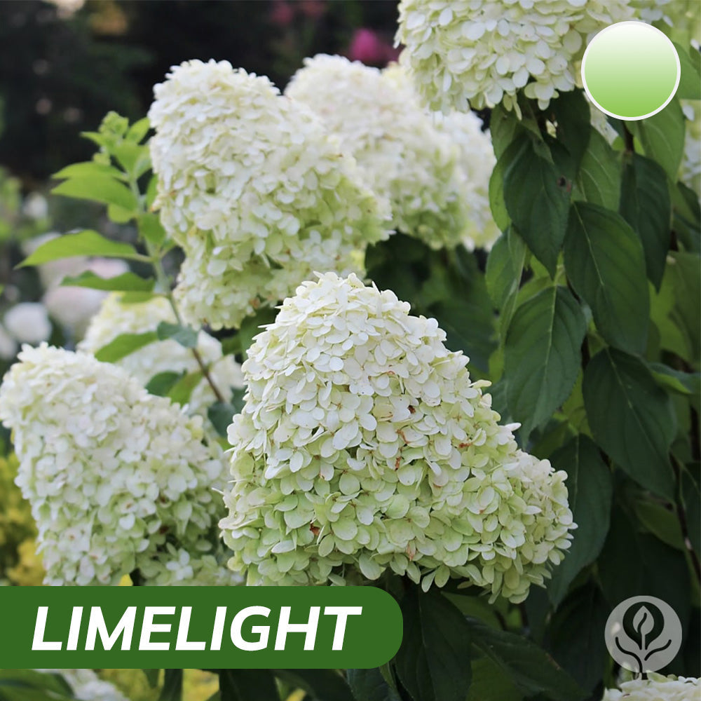 Royal Hydrangea Seeds | gardenbreezy