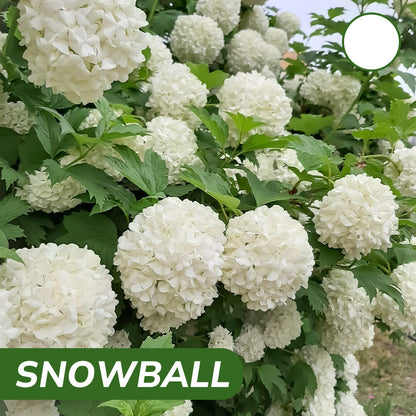 Royal Hydrangea Seeds | gardenbreezy