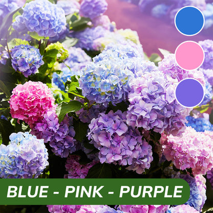 Royal Hydrangea Seeds | gardenbreezy