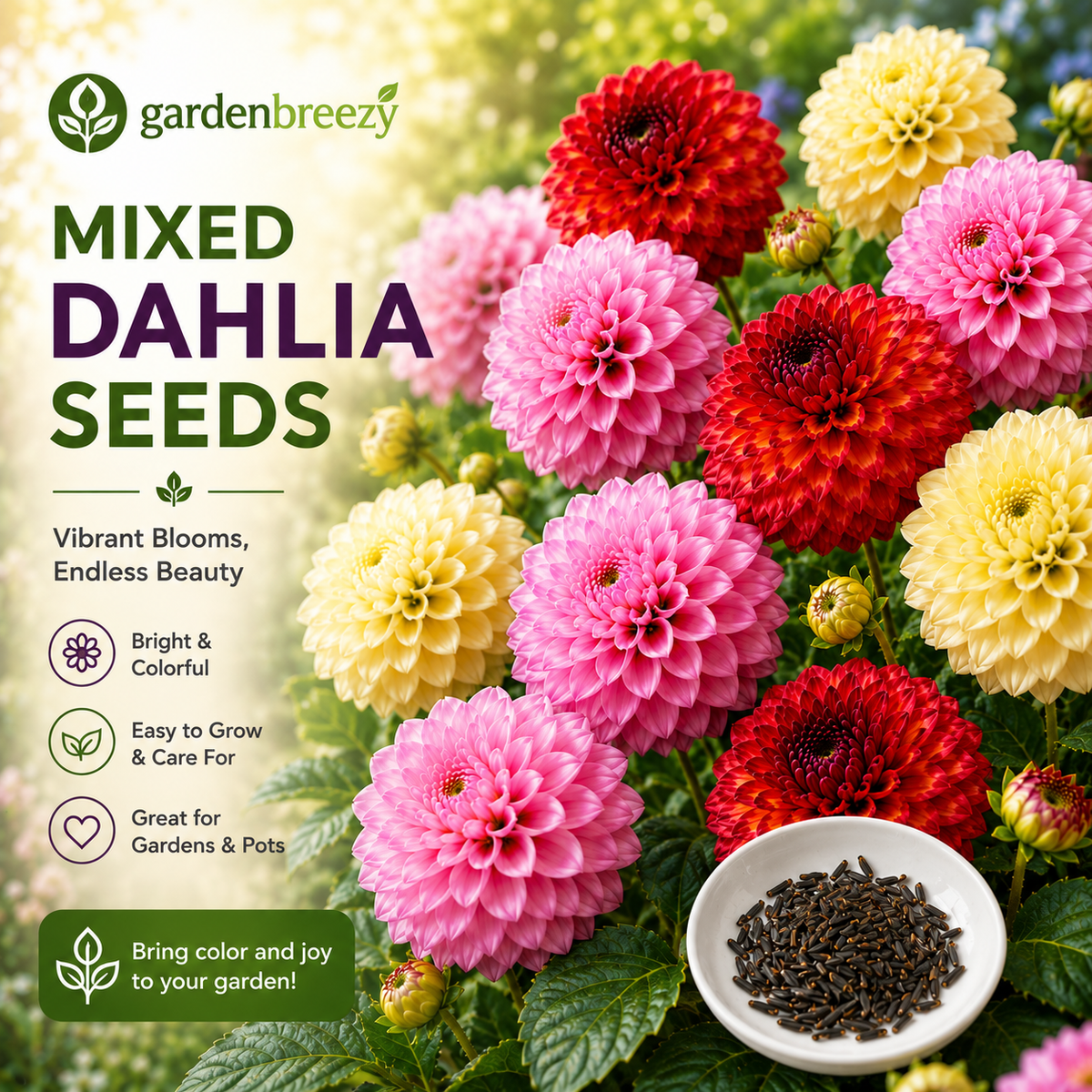 Mixed Dahlia Seeds