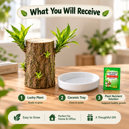 Lucky Brazil Wood Potted Plant • Gardenbreezy