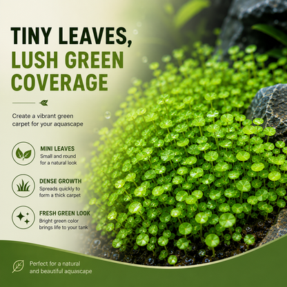 Mini Leaf Aquarium Carpet Seeds