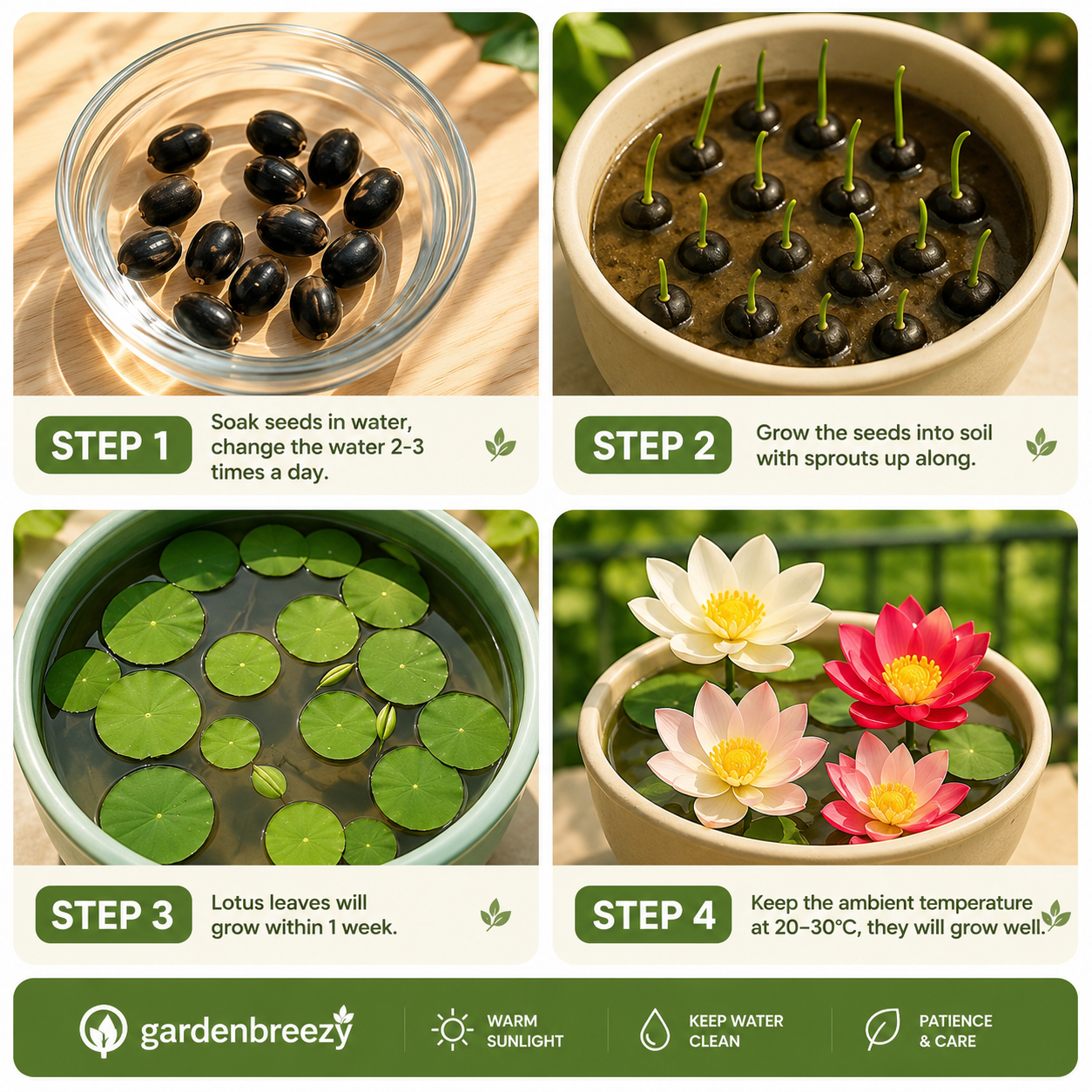 Premium Bowl Lotus Seeds