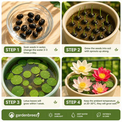 Premium Bowl Lotus Seeds