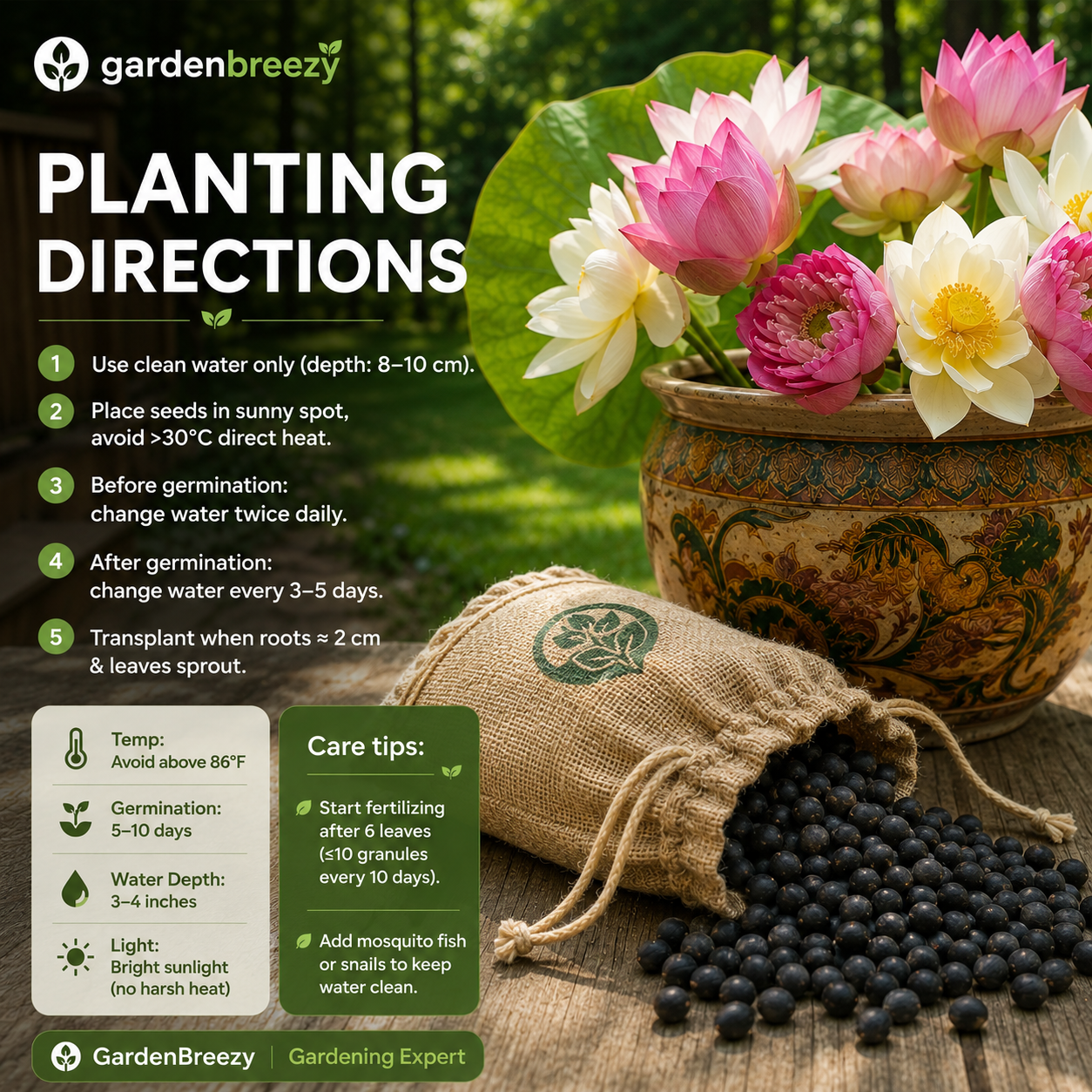 Premium Bowl Lotus Seeds