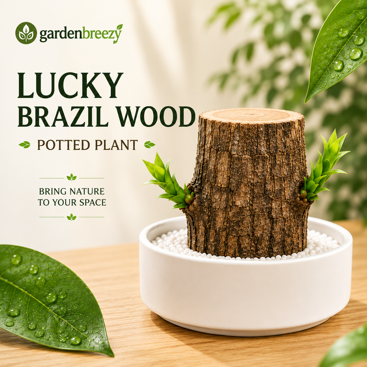 Lucky Brazil Wood Potted Plant • Gardenbreezy