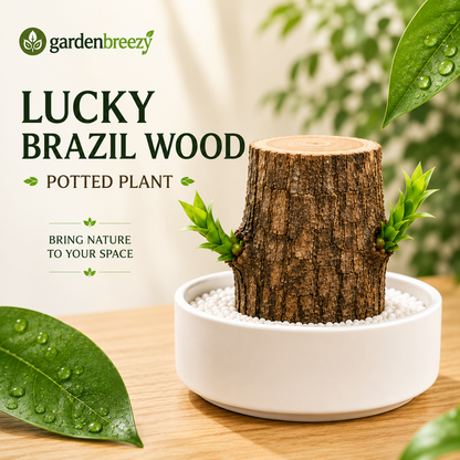 Lucky Brazil Wood Potted Plant • Gardenbreezy