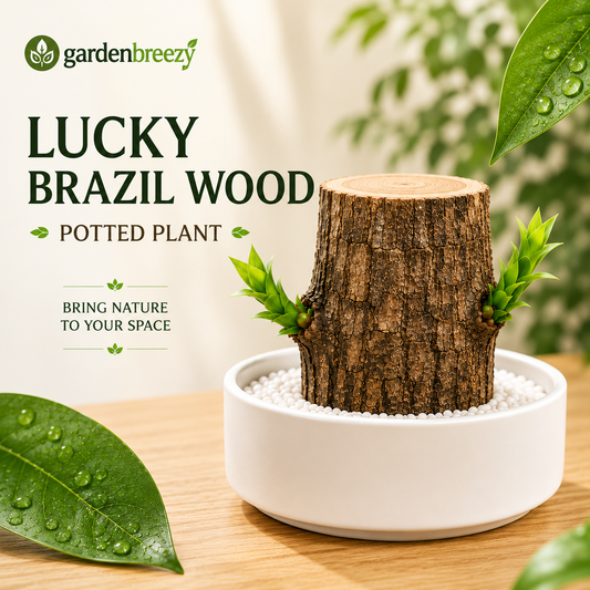 Lucky Brazil Wood Potted Plant • Gardenbreezy