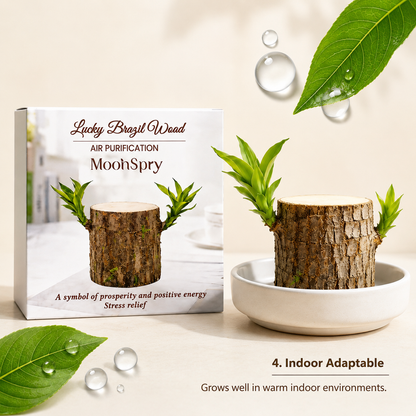 Lucky Brazil Wood Potted Plant • Gardenbreezy