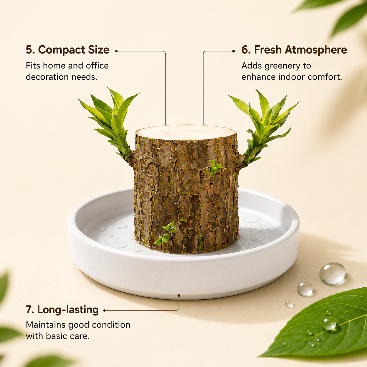 Lucky Brazil Wood Potted Plant • Gardenbreezy