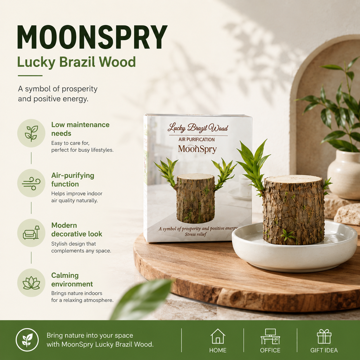 Lucky Brazil Wood Potted Plant • Gardenbreezy