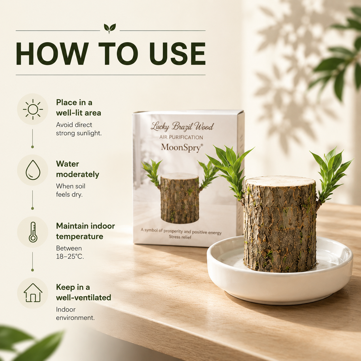 Lucky Brazil Wood Potted Plant • Gardenbreezy