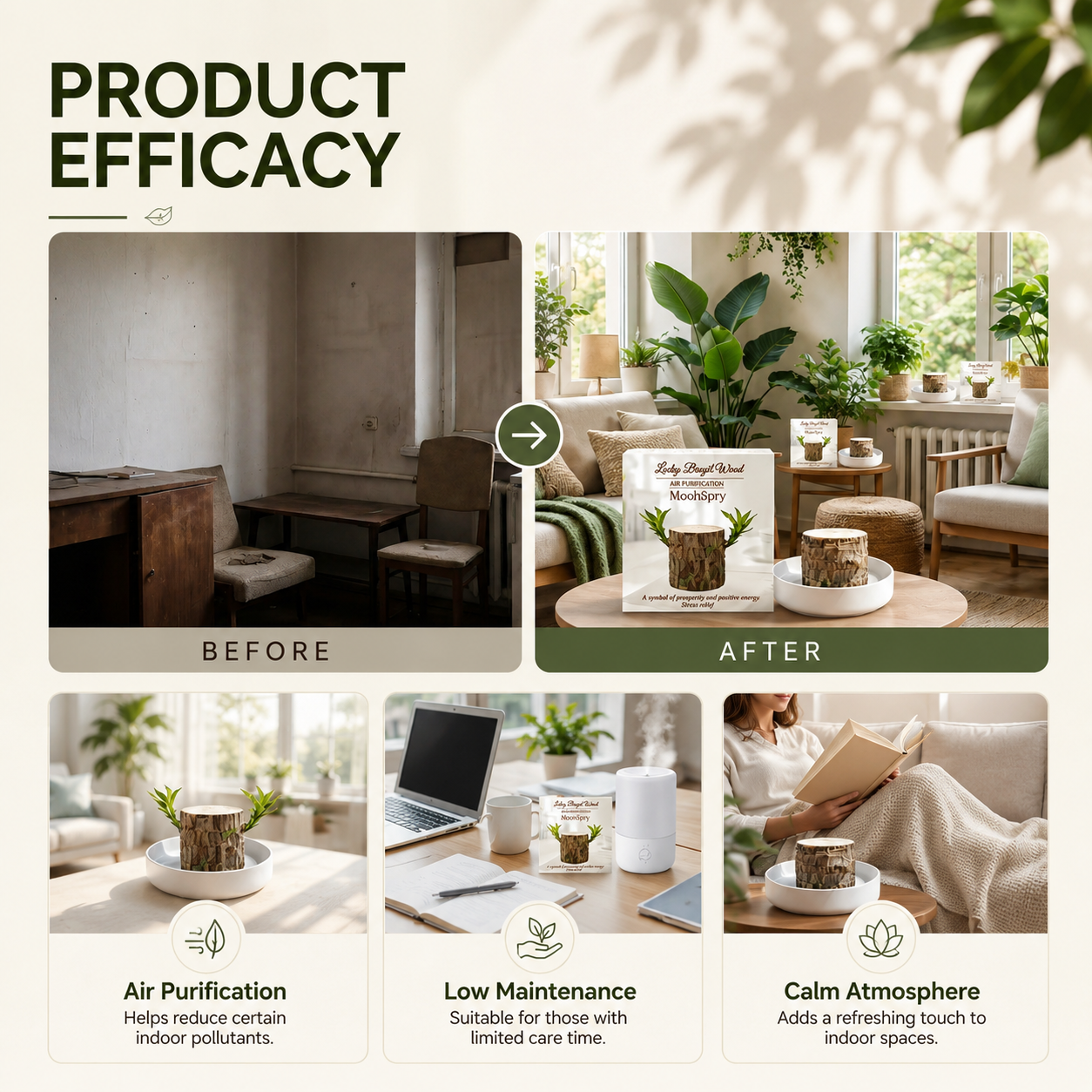 Lucky Brazil Wood Potted Plant • Gardenbreezy