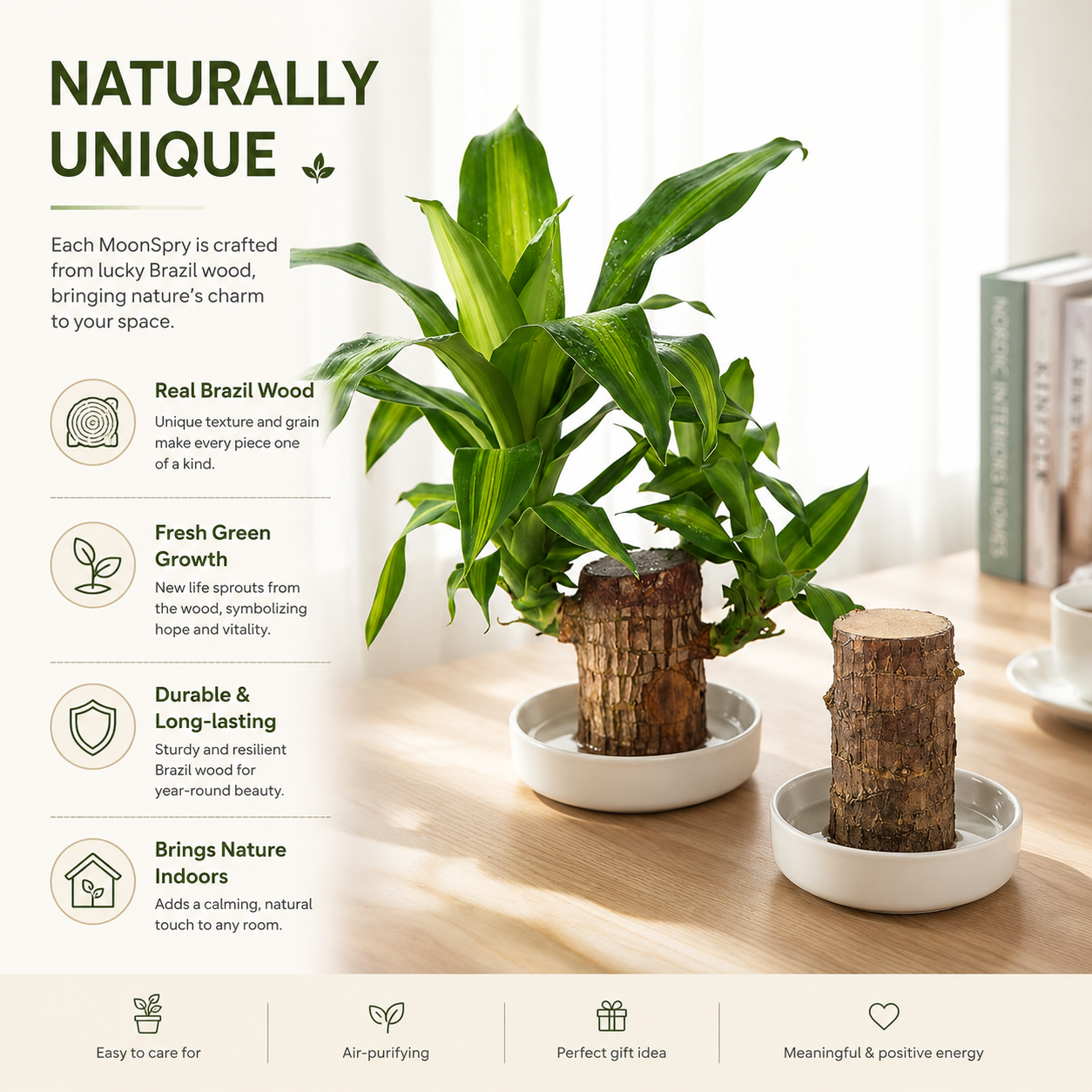 Lucky Brazil Wood Potted Plant • Gardenbreezy