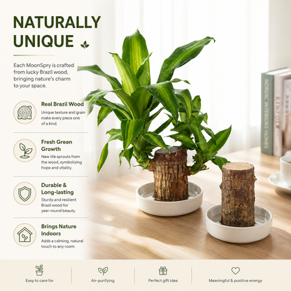 Lucky Brazil Wood Potted Plant • Gardenbreezy