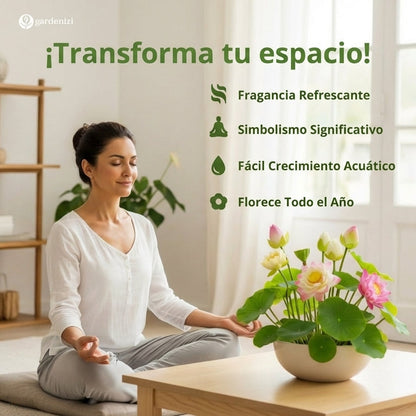 Semillas de Loto de Cuenco Premium