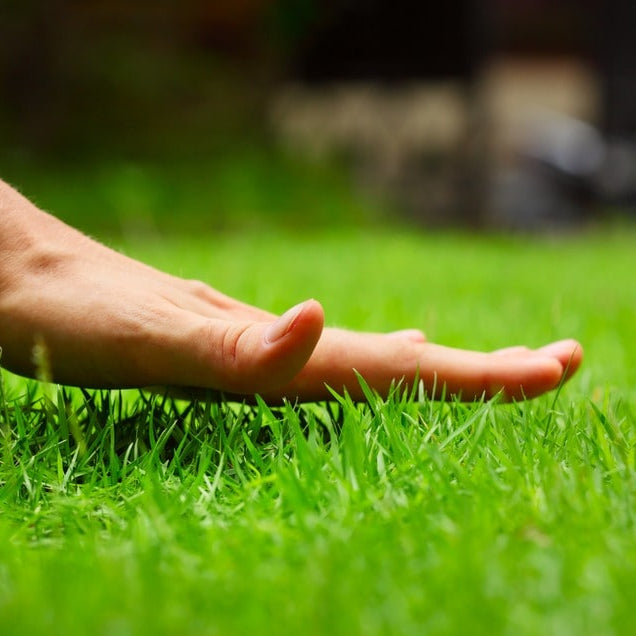 Royal Grass Seeds • gardenbreezy