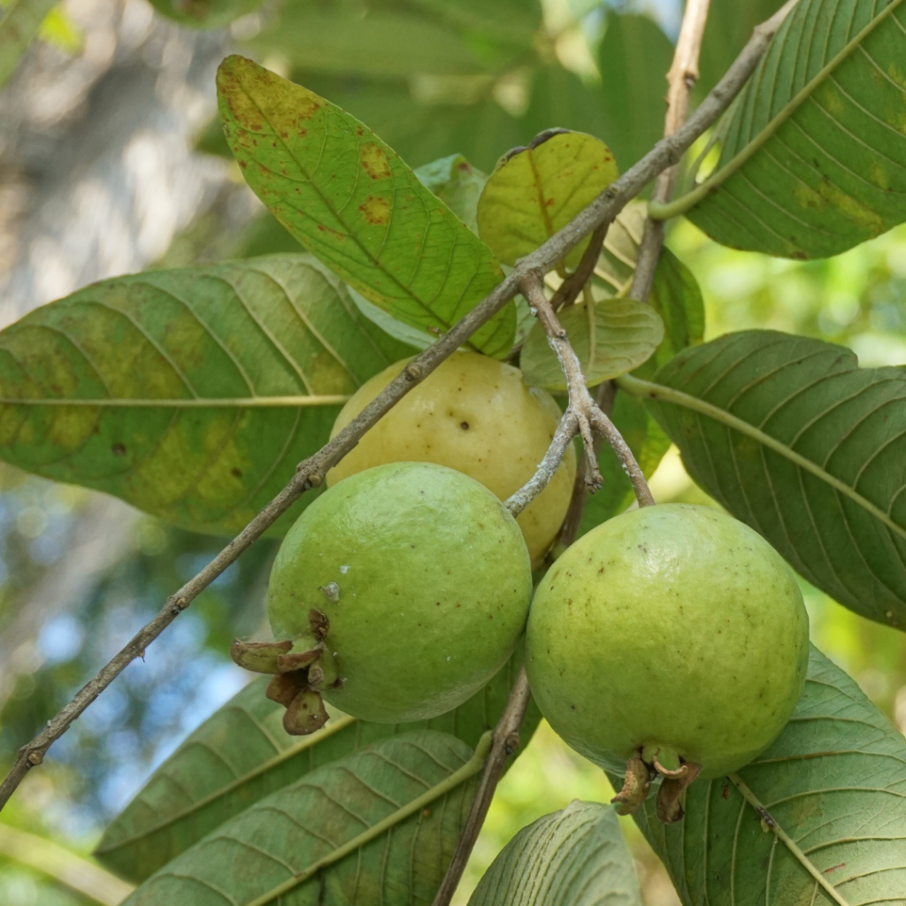 Pink Guava Seeds • gardenbreezy