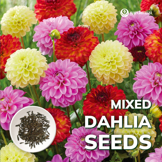 Mixed Dahlia Seeds