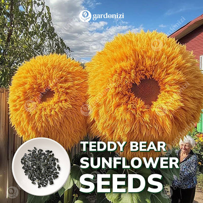 Teddy Bear Sunflower Seeds • gardenbreezy
