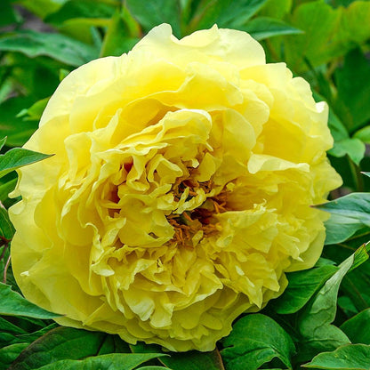 Heirloom Peony Flower Seeds