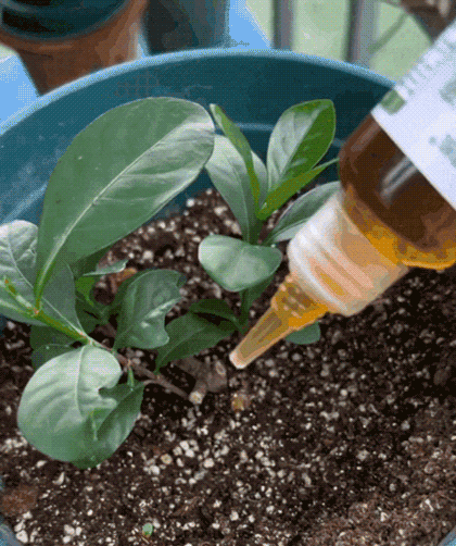 Plant Nutrient Solution • gardenbreezy