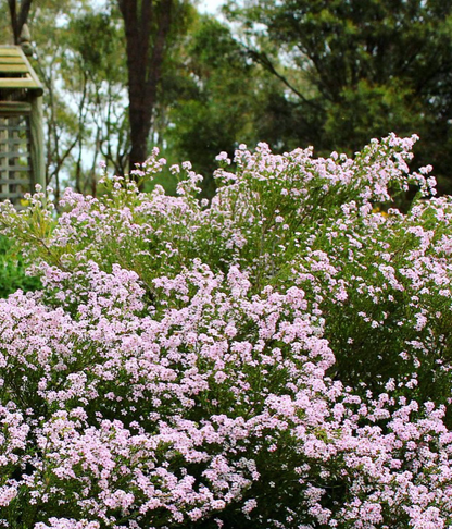 ‘Pink’ Diosma Seed