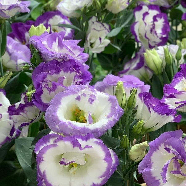 Thornless Rose Seeds • gardenbreezy (500 Seeds | Fog Blue & Pink Mix)