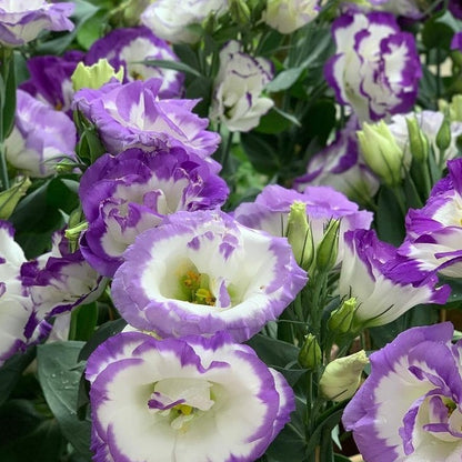 Thornless Rose Seeds • gardenbreezy (500 Seeds | Fog Blue & Pink Mix)