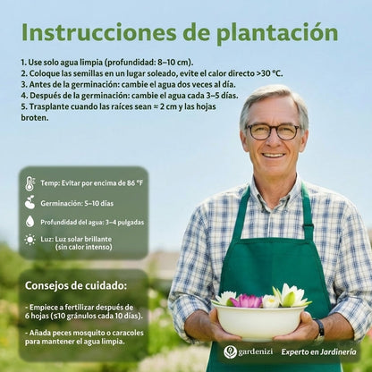 Semillas de Loto de Cuenco Premium