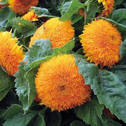 Teddy Bear Sunflower Seeds • gardenbreezy