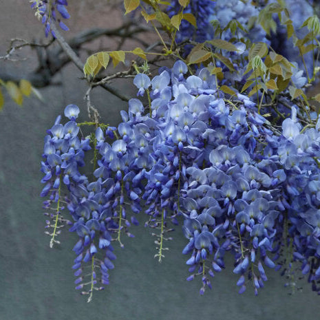 Lavish Blue Wisteria Seeds • gardenbreezy