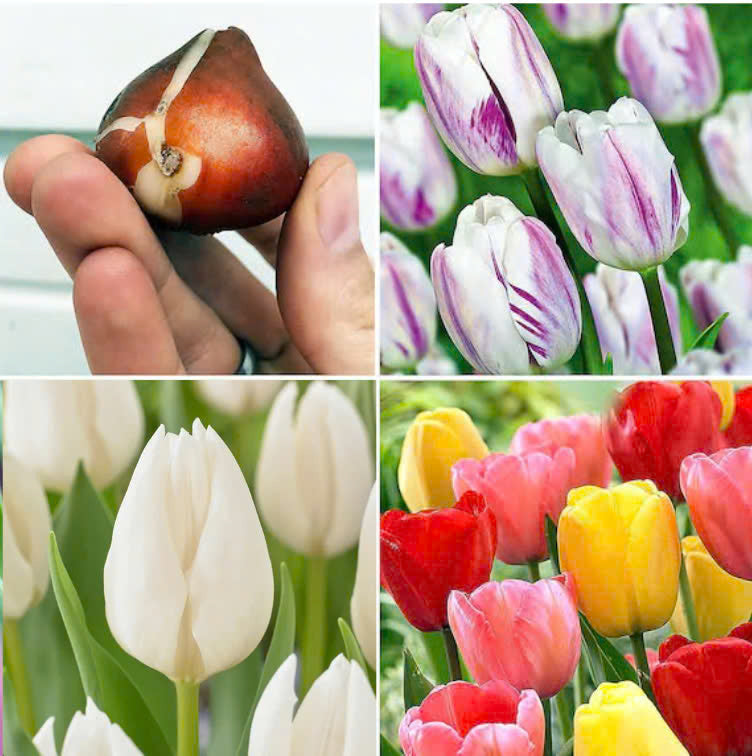 Premium Dutch Tulip Bulbs • gardenbreezy