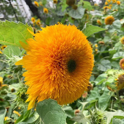 Teddy Bear Sunflower Seeds • gardenbreezy