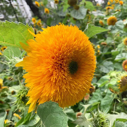 Teddy Bear Sunflower Seeds • gardenbreezy