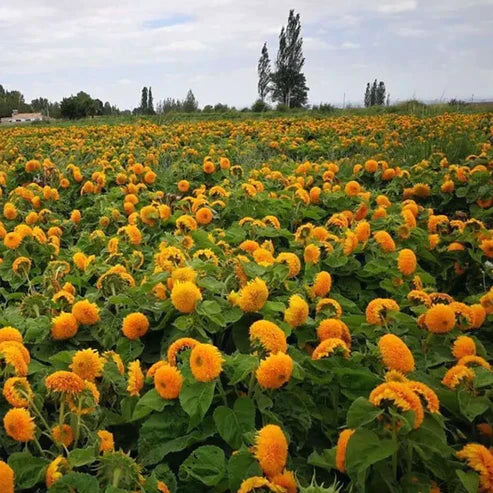 Teddy Bear Sunflower Seeds • gardenbreezy
