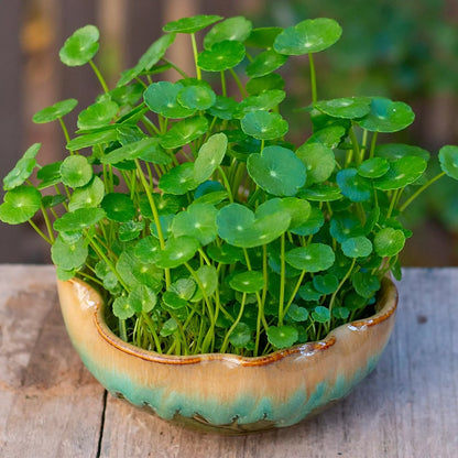Copper Fortune Seeds • gardenbreezy