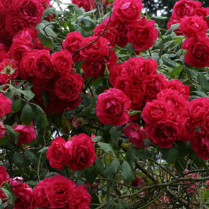 Semillas de Rosa Trepadora Royal